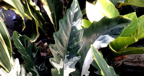Alocasia lauterbachiana in 7.5 pot $28. Фотокаталог алоказий для заказа | EXOTIC PLANT Редкие ...