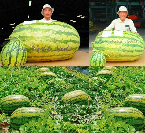 Seeds Giant Watermelon 250 Lbs Iwanaga Giant Rare Japan Etsy Canada