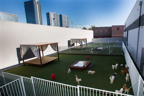 Doggy Day Care Las Vegas Nv Luxe Pet Hotels