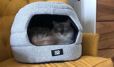 9 Quick And Easy Tips For Getting Your Cat To Sleep In Its Own Bed
