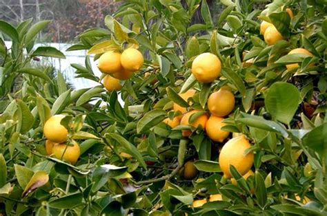 Whereas fruit trees that require pollinators include apples, pears, plums, and sweet cherries. 10 Self Pollinating Fruit Trees | Home n Gardening Tips