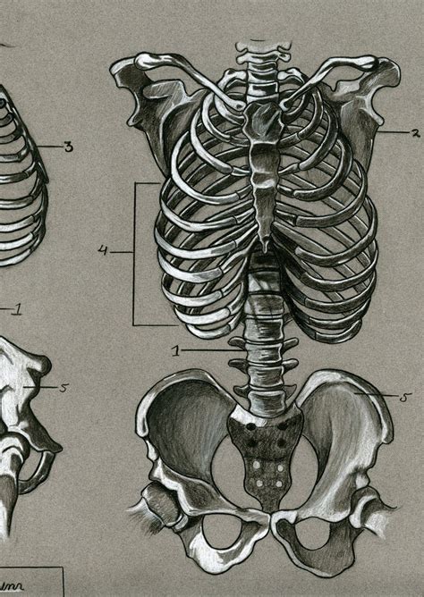 Anatomical Skeleton Art