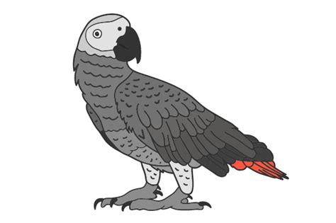 Interesting facts about african grey parrots. African Grey Parrot (SVG Cut file) by Creative Fabrica ...