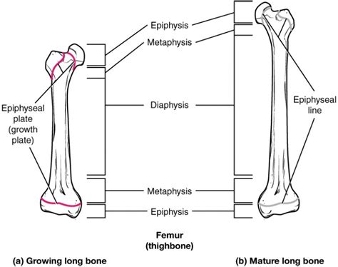 What Structure Allows The Diaphysis Of The Bone To Increase In Length