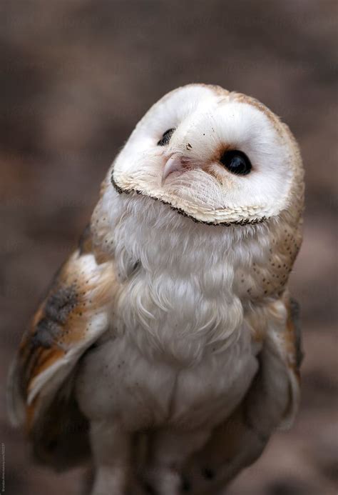 Cute Baby Barn Owl By Brandon Alms Owl Wildlife Baby Barn Owl