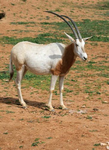 Oryx Mammal Britannica