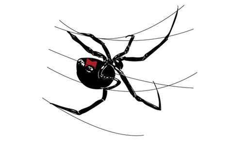 How To Draw A Black Widow Spider Black Widow Spider Spider Drawing