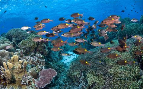 Tubbataha Reef Diving Original Diving