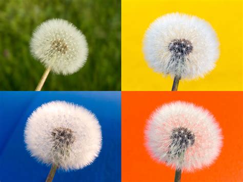 Withered Dandelion Color Background Copyright Free Photo By M