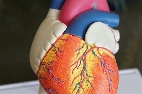 Het Hart Anatomie Van De Buitenzijde Van Het Hart Zo Werkt Het Lichaam