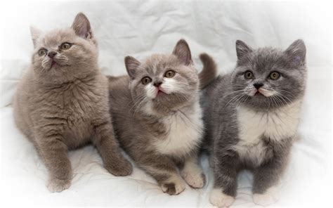 Cute Little Kittens Cute Little Kitten Kittens Photo