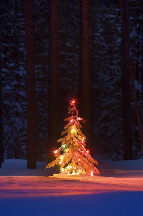 Lit Christmas Tree In A Forest Photograph By Carson Ganci