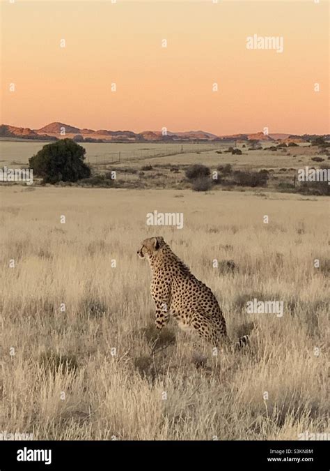 Sunset With A Cheetah In South Africa Stock Photo Alamy