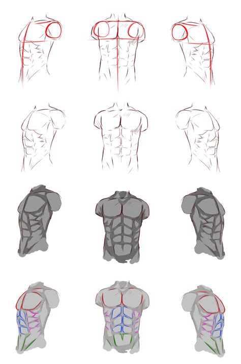 Draw Male Anatomy