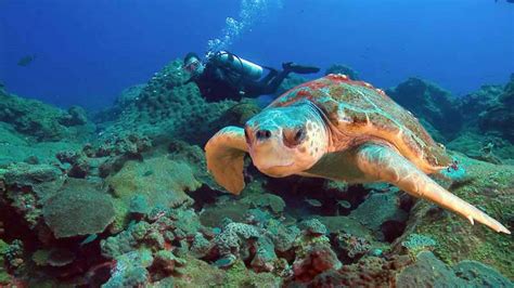 Diving the flower gardens is a true adventure dive. Flower Garden Banks National Marine Sanctuary Press Releases