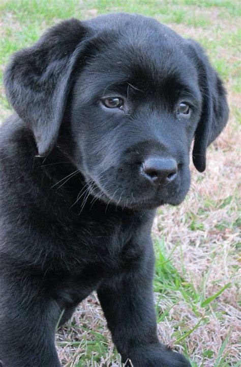 Hank The Tank English Lab Puppies Are The Cutest Cute Dogs And
