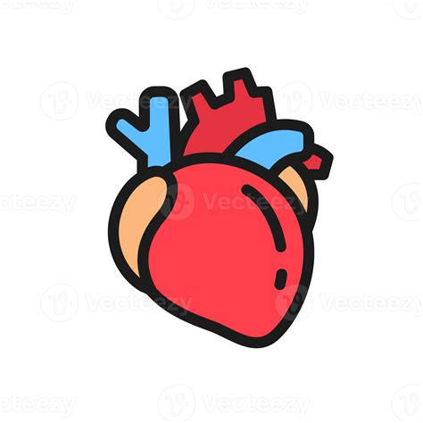 Corazón Humano El Corazón Es Un órgano Importante Ayuda A Bombear