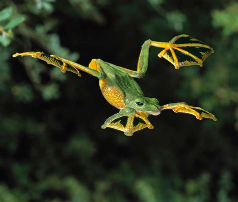 Wallaces Flying Frog Facts And Pictures