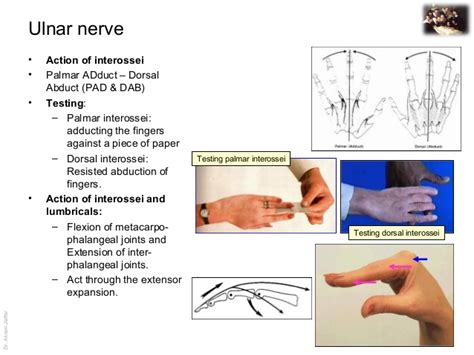 Ulnar Nerve Test Ulnar Nerve Compression Test Brilnt