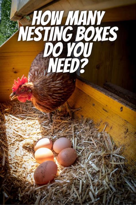 How Many Nesting Boxes Per Chicken A Guide To Nesting Boxes The Hens Loft Chicken Laying