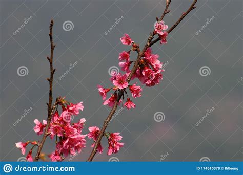 Close Up Shot Of The Beautiful Cherry Blossom Stock Photo Image Of