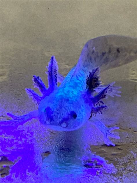 Cute Baby Axolotl Ubicaciondepersonascdmxgobmx