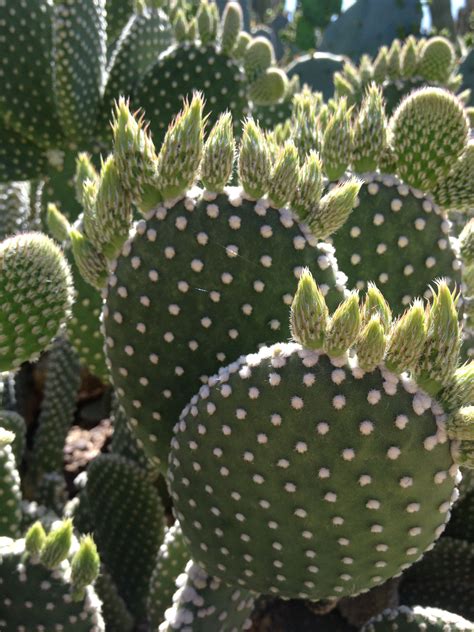 Phoenix Az Cactus Plants Plants Cactus