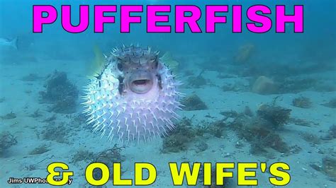 OLD WIVES AND PUFFERFISH YouTube