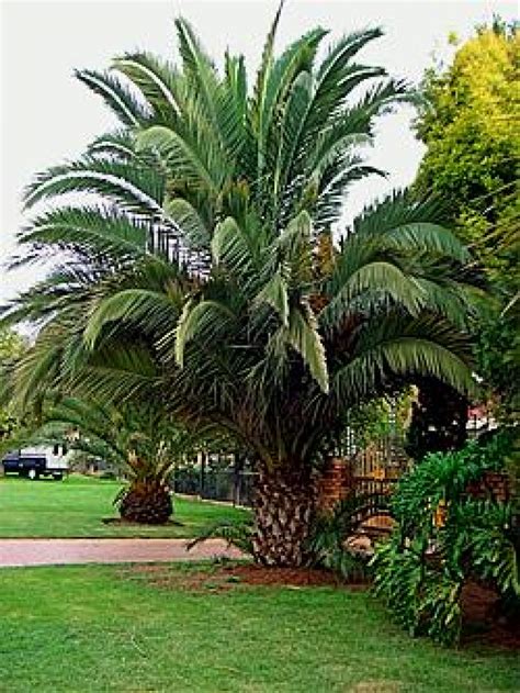 Canary Island Date Palm Phoenix Canariensis 1000l