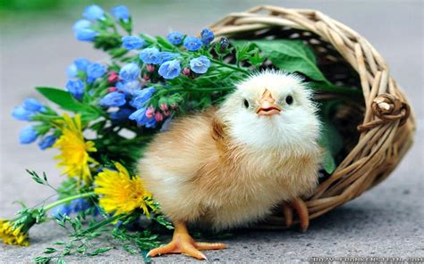 Spring Chickens Wallpapers Wallpaper Cave