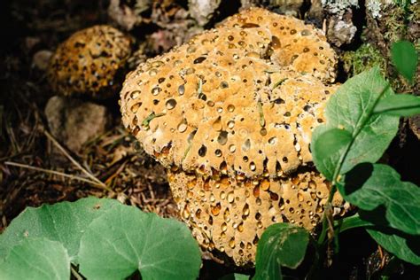 Hydnellum Ferrugineum Rare Wood Mushroom Blood Tooth Fungus Commonly