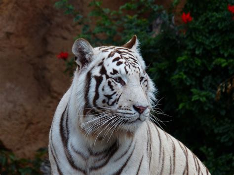 They love to climb furniture, leap up onto high surfaces, play. White Bengal Tiger Cat · Free photo on Pixabay