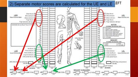 Neurological Assessment For Asia Chart