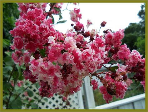 Maybe you would like to learn more about one of these? Emerald Goddess Gardens Coupon | Myrtle tree, Crape myrtle ...