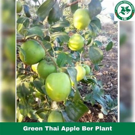 Full Sun Exposure Green Thai Apple Ber Plant For Garden At Rs 12plant In Keolari