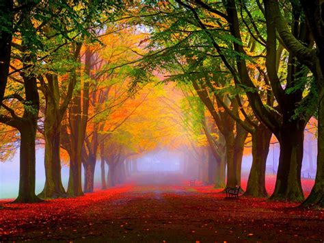 Autumn Landscape Park Trees Red And Yellow Leaves Fog Road Nature