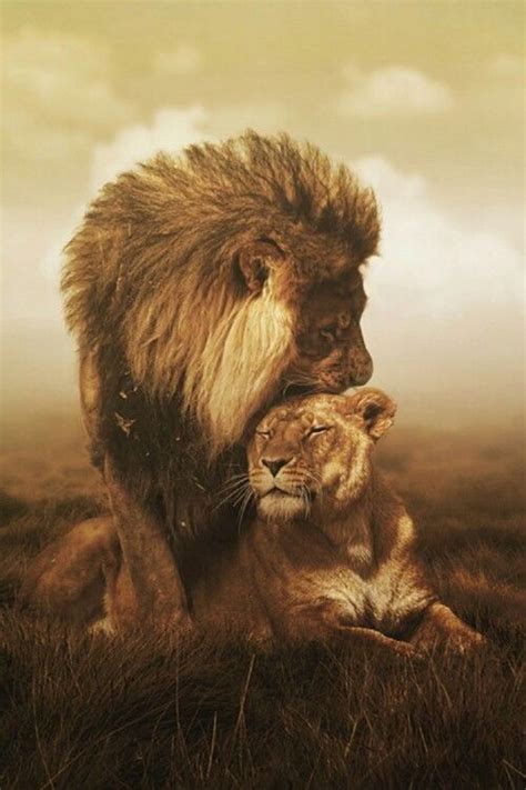 Lion Love And Animal Afbeelding Couple Lion Beautiful Creatures