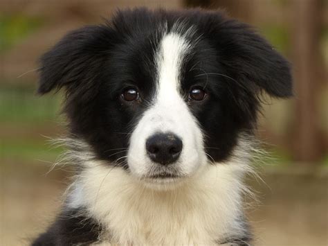 In contrast, buying border collie from breeders can be prohibitively expensive. Daisy - Border Collie Puppy - 2 Week Residential Dog ...