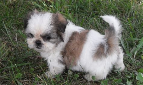 Cute Shih Tzu Puppies Pictures And Photos Shih Tzu Dogs