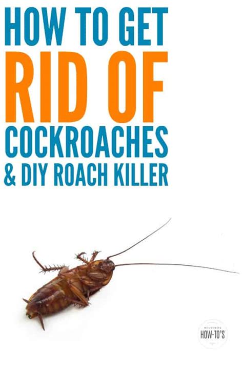 They are nocturnal which makes them hard to detect. How To Get Rid Of Cockroaches (and DIY Roach Killer)