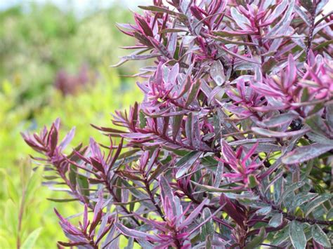 18 Best Flowering Shrubs For Sun Hgtv