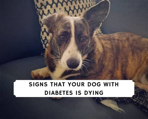 Signs That Your Dog With Diabetes Is Dying Vet Advice 2022 We