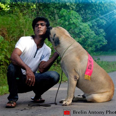 Pitbull dog price in india 2021. Low Price Price Rottweiler Dogs For Sale In Sri Lanka