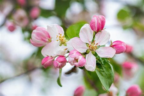 Apple Tree Branch With Pink Blossoms In Spring Stock Image Image Of