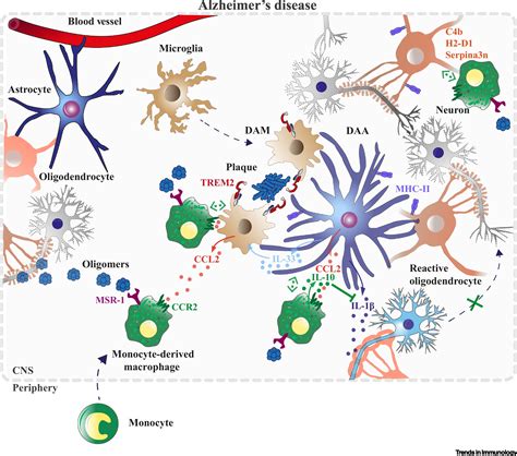 Immunological Features Of Non Neuronal Brain Cells Implications For