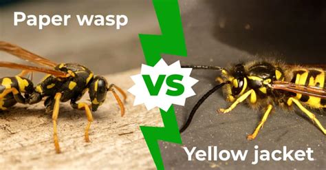Yellow Jacket Vs Paper Wasp The 7 Key Differences Az Animals