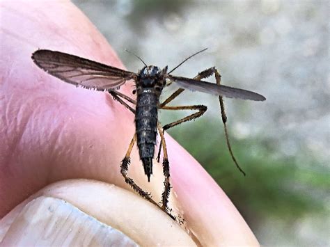 Dark Mosquito 01 20190619 American Giant Mosquito Sometim Flickr