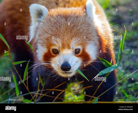 Red Panda Ailurus Fulgens Eating Bamboo Leaves Stock Photo Alamy