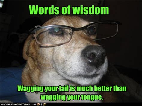 Wise Dog Is Wise I Has A Hotdog Dog Pictures Funny