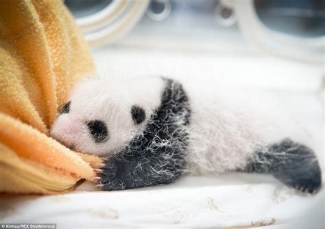 Giant Panda Cubs Make Their Debut At Chinese Breeding Centre In Sichuan Daily Mail Online